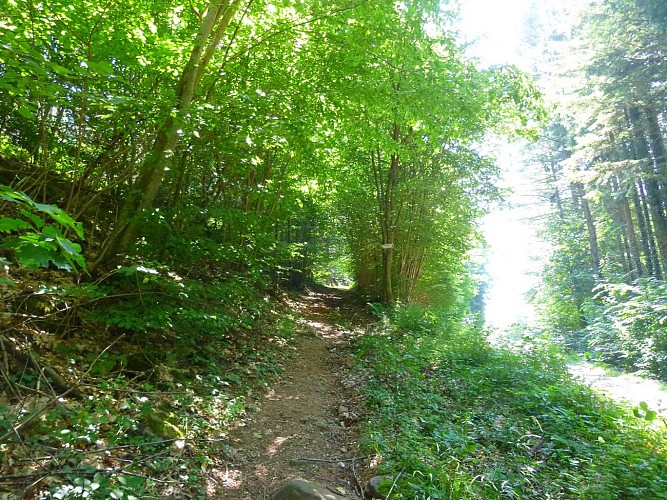 Juste après le panneau de fin d'agglomération, gravir le sentier forestier à gauche.