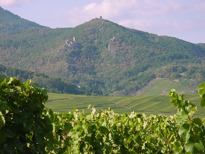Circuit VTT raccourci : Les châteaux au départ de Ribeauvillé