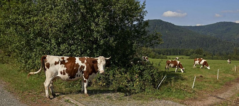 Radwandertour C07: Quer durch das ehemalige Fürstentum Salm
