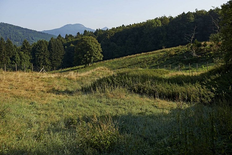 Radwandertour C07: Quer durch das ehemalige Fürstentum Salm