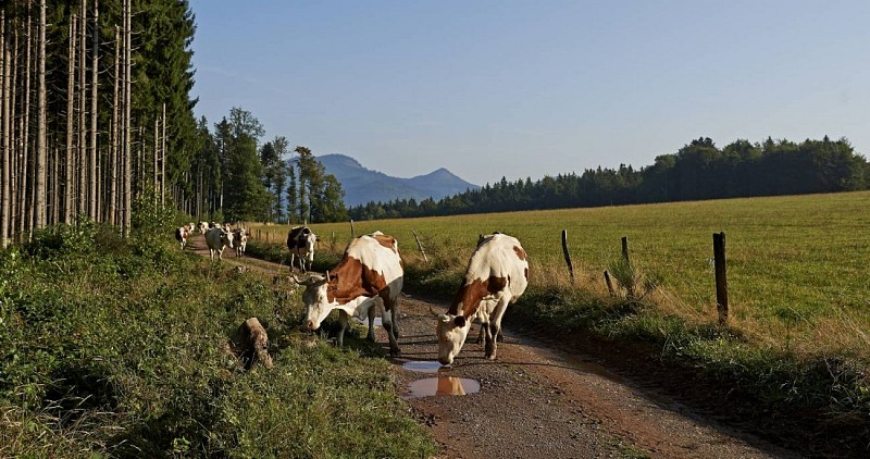 Radwandertour C07: Quer durch das ehemalige Fürstentum Salm
