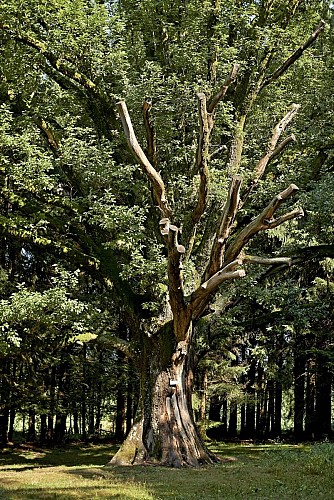 Circuit vélo C07: Balade en principauté de Salm