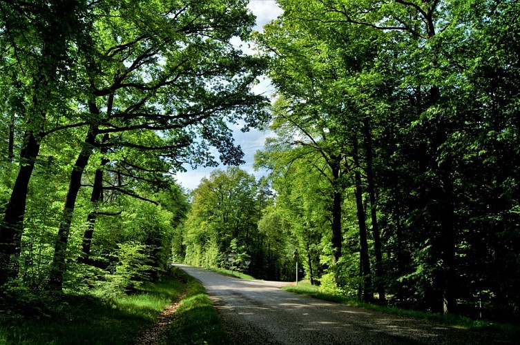 From Lichtenberg to La Petite-Pierre (mountain bike)