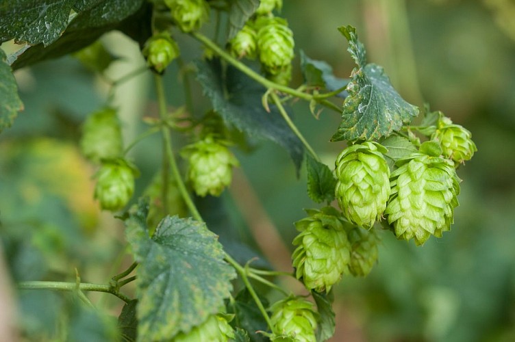Sentier de découverte du houblon