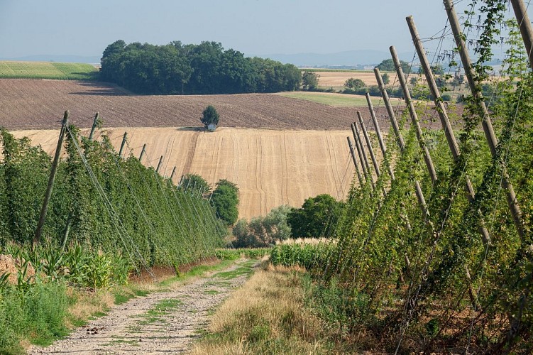 Sentier de découverte du houblon