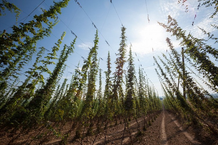 Sentier du Houblon à Wingersheim les Quatre Bans