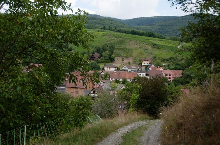 Randonnée - Entre vignoble et vergers