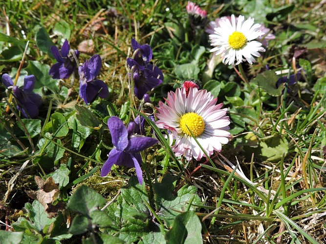 Randonnée Autour du Wurmberg fleurs à Gresswiller