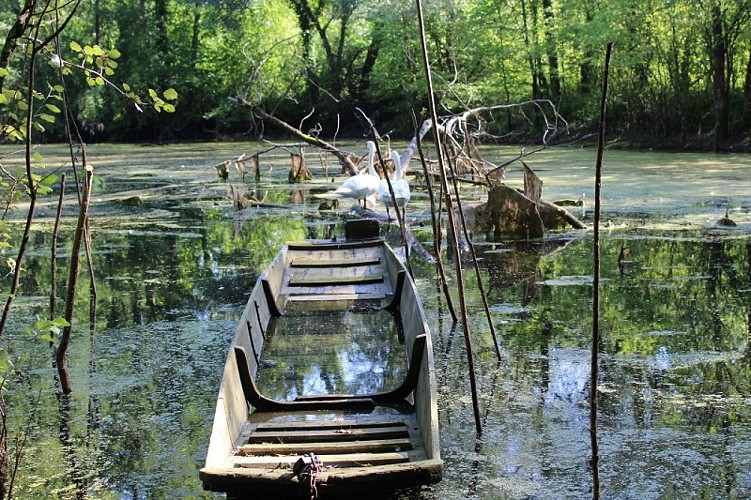 Walking Trail : Les Berges du Rhin