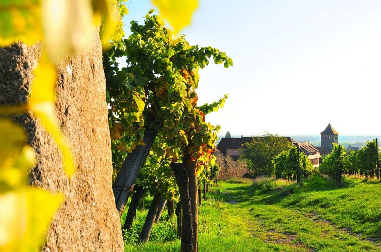 Découverte de la cité et du sentier viticole de Dambach-la-Ville