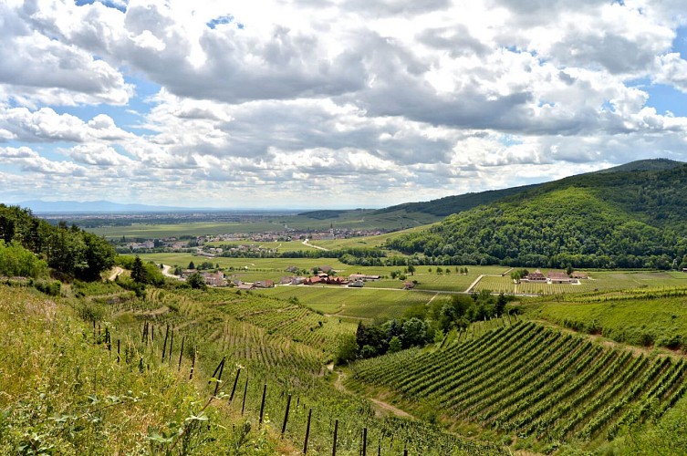 Hiking tour - from Kaysersberg to Kientzheim through the vineyards