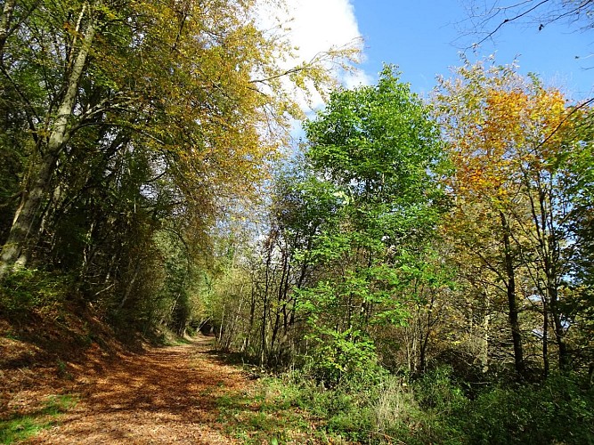 Circuit du Baerenberg
