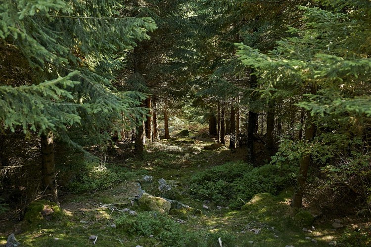 Hiking trail H16: From the Palace to the Children's rock