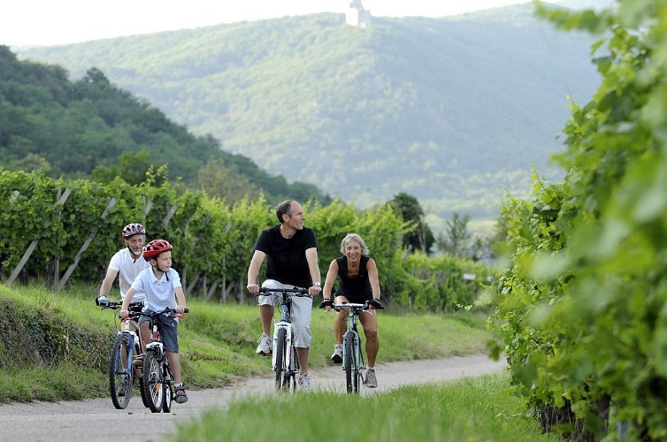 Mountain bike trail : Vineyard tour