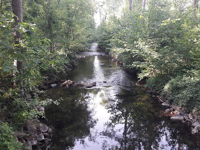 Botanischer Pfad 'Rheinwälder"