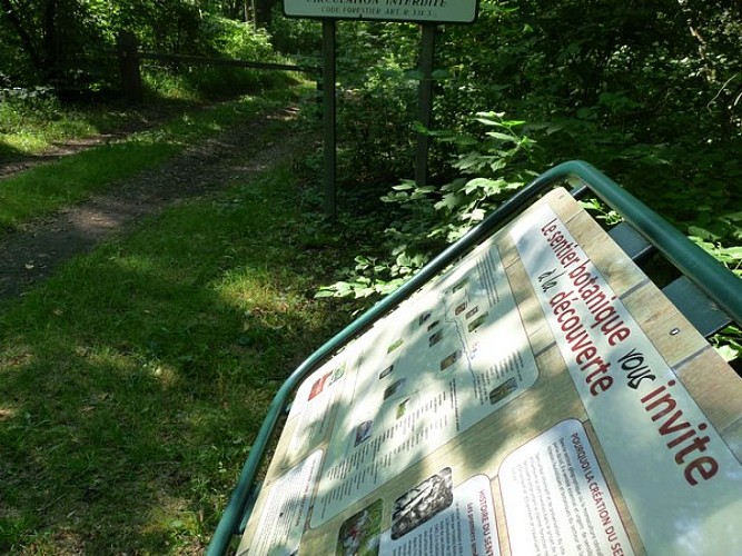 Botanical footpath : Rhine forests