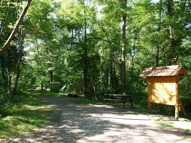 Botanical footpath : Rhine forests