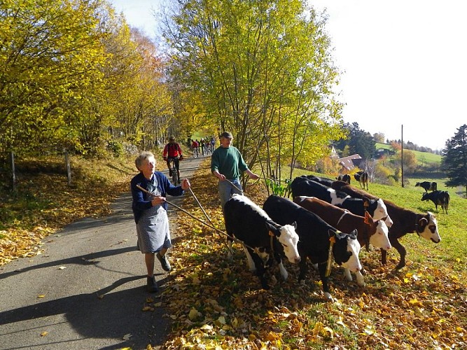Mountainbike-Tour: Strohberg-Rundtour