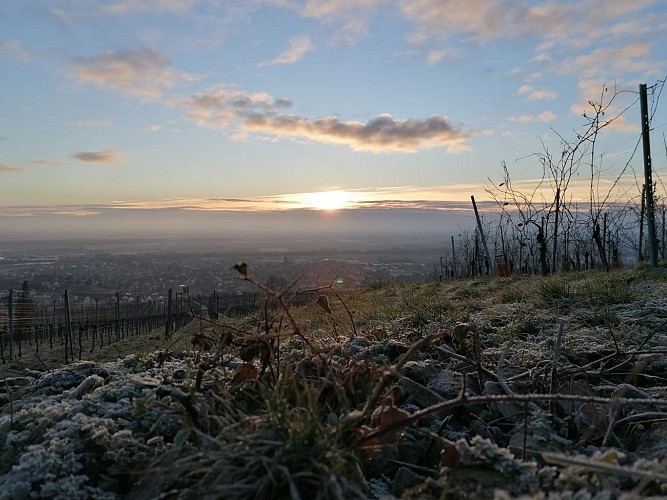 Der Spaziergang des Grand Cru Vorbourg