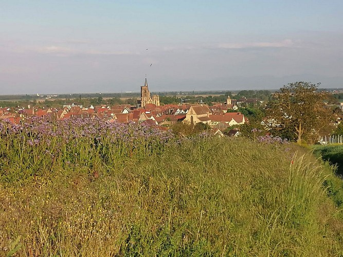 The Grand Cru Vorbourg walk