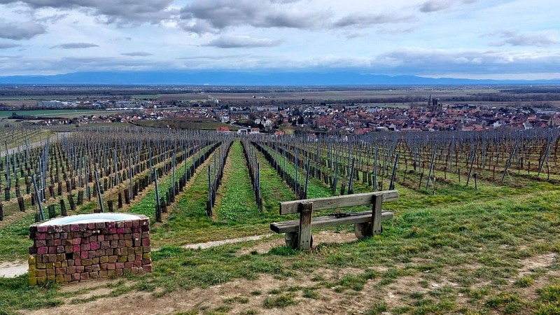 The Grand Cru Vorbourg walk