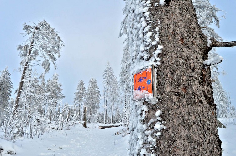 Snowshoe trail - Source Rosalie