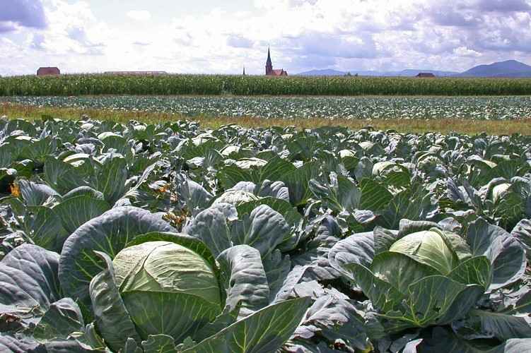 Champs de choux à Meistratzheim
