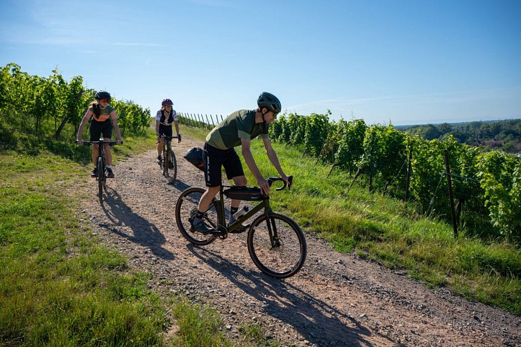 Cycling tour Wines and sauerkraut