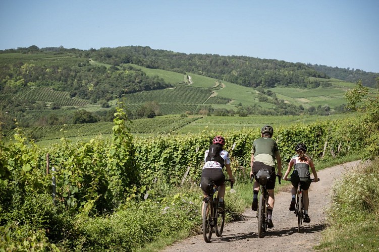 Circuit vélo Vins et Choucroute