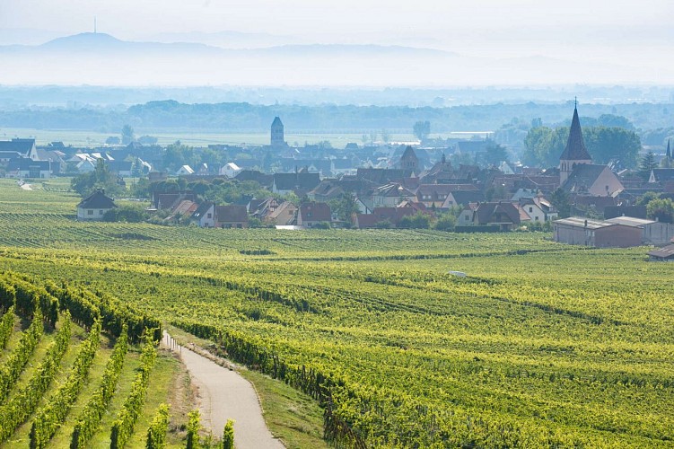 Mountainbike Strecke 12 - Weinberg von Kientzheim und Sigolsheim