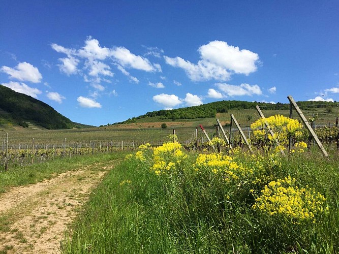 Mountain bike trail 12 - Vineyards of Kientzheim and Sigolsheim
