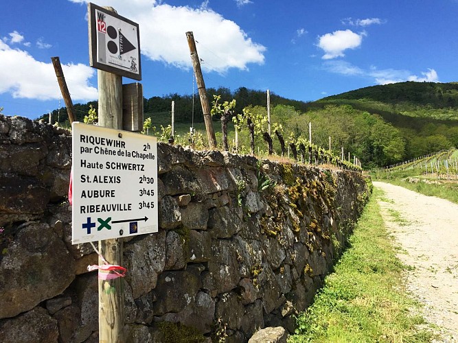 Circuit VTT 12 - Vignobles de Kientzheim et Sigolsheim