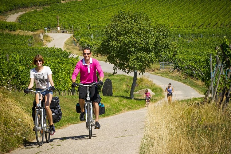 Véloroute du vignoble