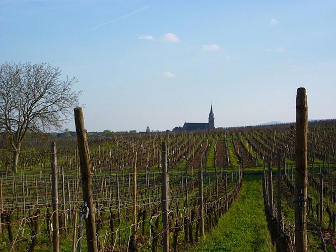 Wine trail of Bergheim