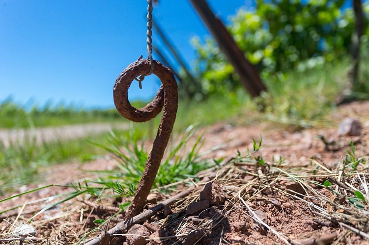 Une queue de cochon utilisée pour les vignes