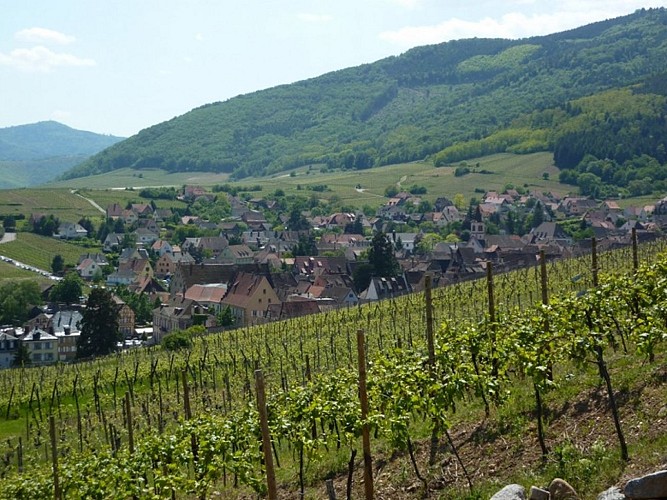 Sentier viticole Géovino