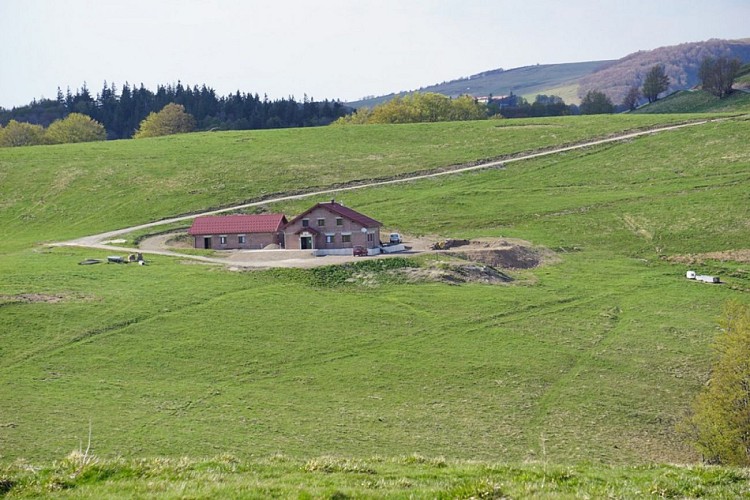 Balade ferme-auberge Wissgrut : Des hêtres sortis tout droit des contes