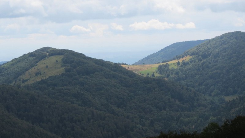 Balade ferme-auberge Wissgrut : Des hêtres sortis tout droit des contes