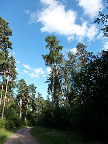 Rundwanderung B14 : Das Kleine Tal des Netzenbach