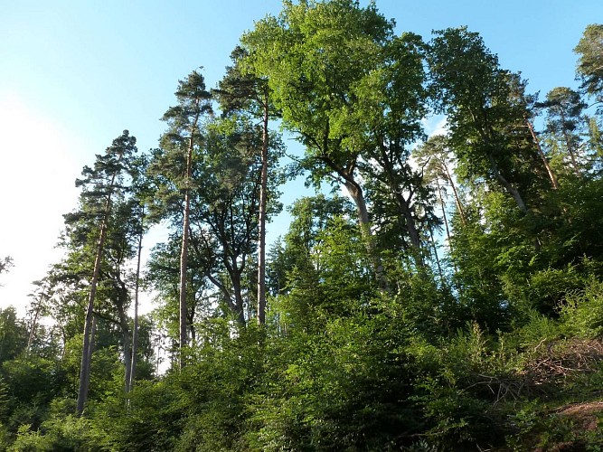 Hiking trail B14: The Netzenbach valley