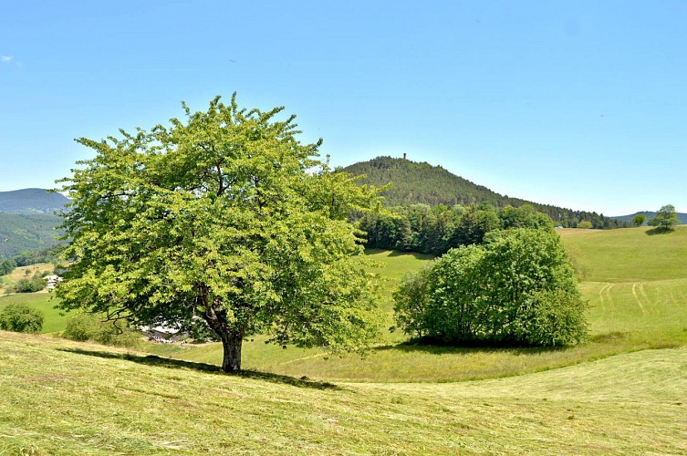 Circuit rando - sur les hauteurs de Lapoutroie