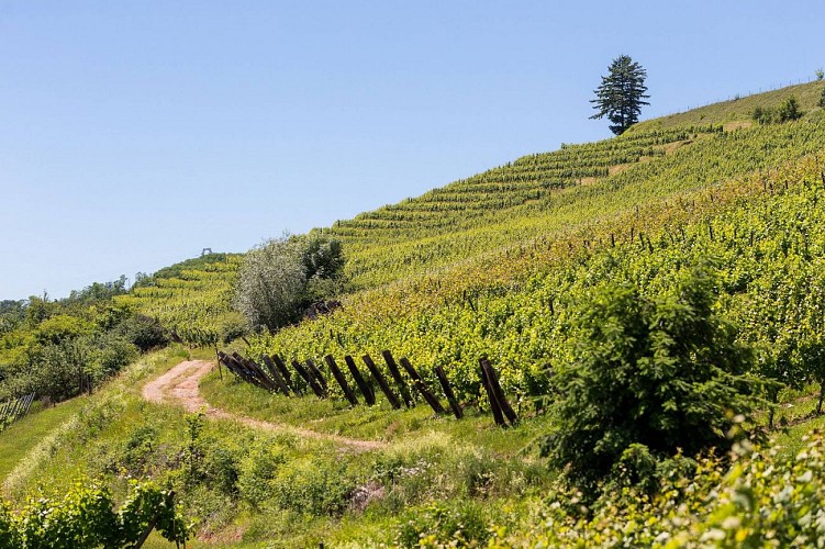 Der Weinwanderweg Côte 425