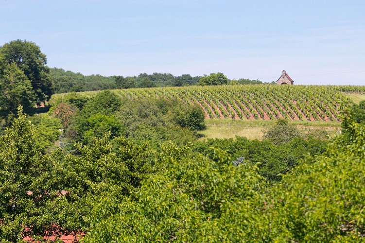 La vue sur la Chapelle de la Loh en face du vignoble de Steinbach