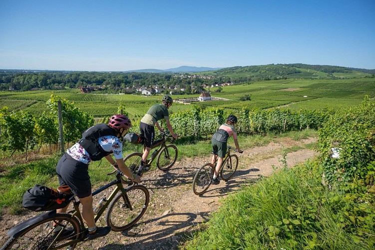 Bicycle tour Vineyard Couronne d'Or 30km