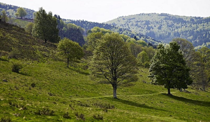 Rundwanderung C15 : Rund um dem col de la Perheux