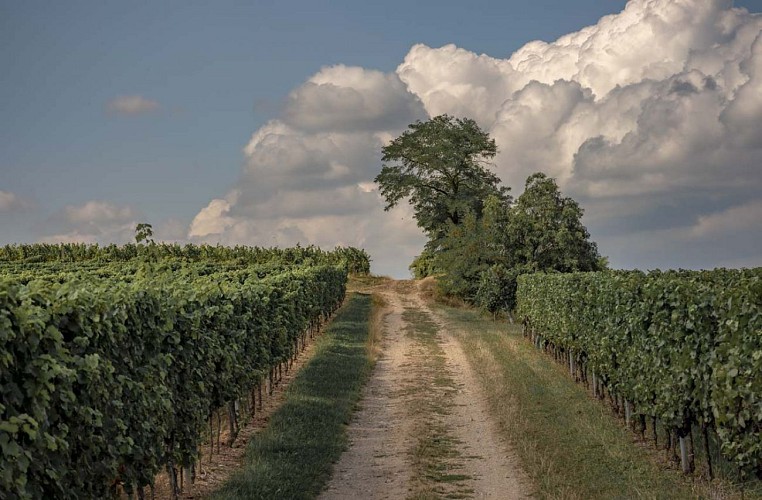 Sentier de randonnée dans le vignoble à Dorlisheim