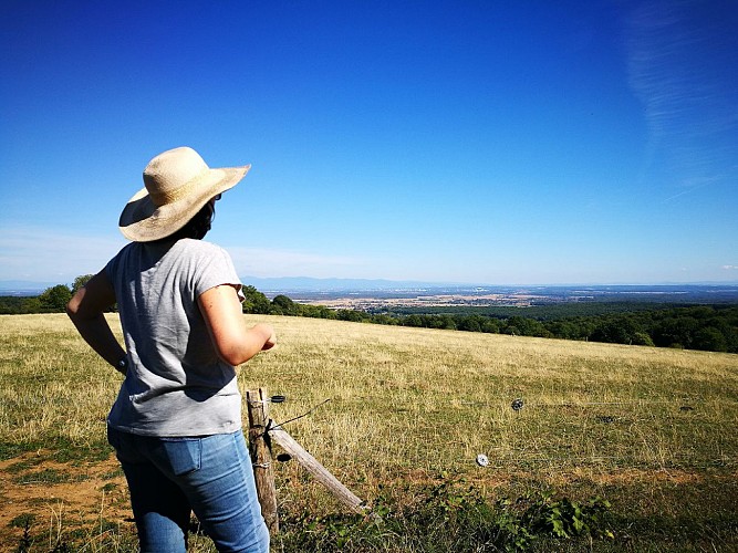 Vue sur plaine d'Alsace sur les hauteurs de Rammersmatt