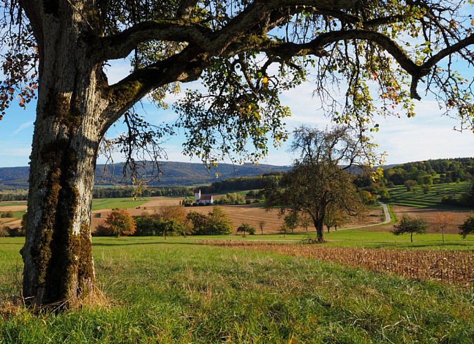 Oltingue - St Martin des Champs