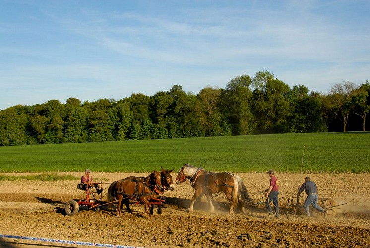 Paysage agricole du Sundgau