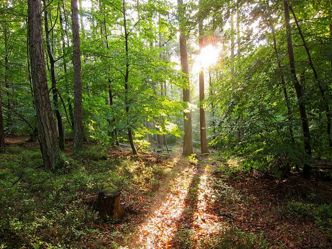 Forêt de Durmenach
